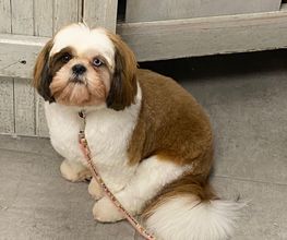 Au Look Canin image 11