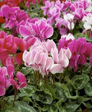 Bioflore Provence Pépinière & Horticulture image 1