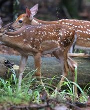Beavers Bend Adventures - Property Management & Cabin Rentals image 10