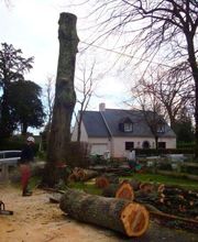 Bordet/Hérault Elagage image 5