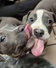 Lashley Animal Hospital image 12