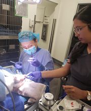 Thrive Pet Healthcare - Falcon image 6