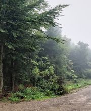 FriedWald Friolzheim Bild 7