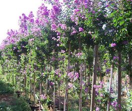 viveros-divina-pastora-flores-04.jpg