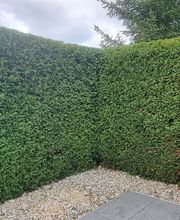 Gartenservice Cedric Rother Bild 4