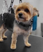 A FLAIR ALLURE image 3