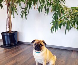Büromops Gizmo