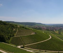 Gebr.Geiger jun. Weingut, Inh. Werner Geiger Bild 7