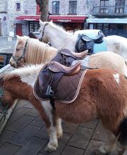 Galopins Du Sancy image 3