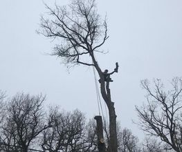 Forest Grimp image 2