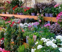 Gartenfachmarkt Zschopauer Straße Bild 3