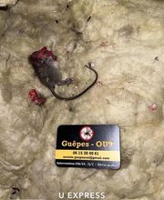 Guêpes Out image 5