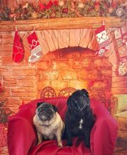 A L'eau Toutou image 3