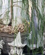 Engelhardt Baumschule Bild 4