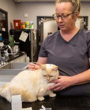 The Pet Doctor - O'Fallon image 11