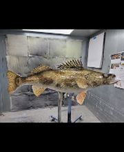 Carroll's Wildlife Taxidermy image 9