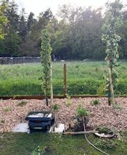 Grundstückspflege und Motorsägenkunst Colin Sand Bild 6