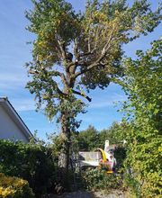 A.D.P Arbre-Déco-Paysage image 4