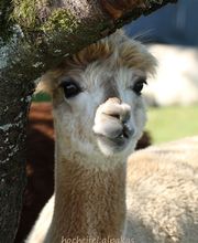 Hocheifel Alpakas Bild 6