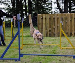 RolfsRudel Hundeschule / Rolf Matar Bild 7