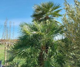 LM VEGETAL image 4