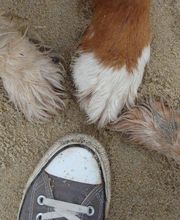 La Récréachien image 3