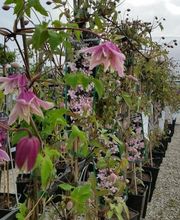 Blumen Krippner Bild 3