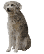 Chenil de la Lorelei Bild 4