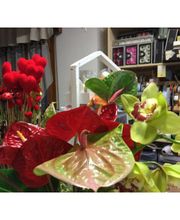 Gallery Cliente