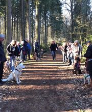 RolfsRudel Hundeschule / Rolf Matar Bild 13