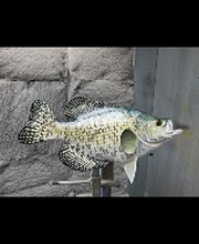 Carroll's Wildlife Taxidermy image 11