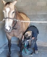 Champeaux Élodie marechal ferrant 27 eure image 18