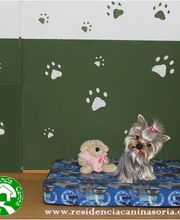 RESIDENCIA CANINA SORIA imagen 17