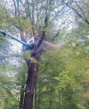 Arborista Baumdienst Baumpflege Baumfällung Baumarbeiten Bild 3