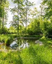 FriedWald Rheinau Bild 5