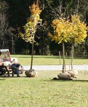 Schopfer Gartenbau AG Bild 1