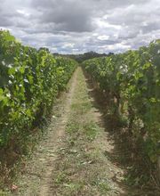 DOMAINE DE L'ÉTÉ ET CHATEAU DES ROCHETTES SCEA CATHERINE NOLOT image 15