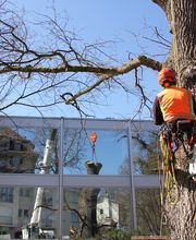 Spycher Baumpflege GmbH Bild 7