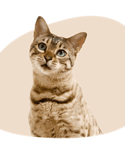 Ananda Animaux image 2