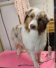 Au Toilettage de Saint Satur image 1