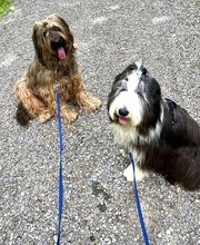 Wind im Hundefell Bild 9