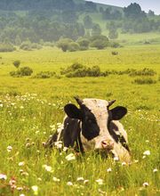 Pedro García Rubia imagen 1