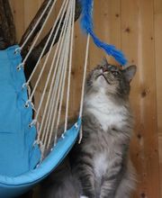 Village Canin le Grand l'Ilot image 4