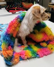 Zoo-Shop GmbH & Swissdogbox.ch Bild 4