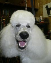 Coiff toutou image 3