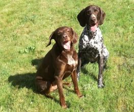 Dog Ways Hundecenter Bild 10