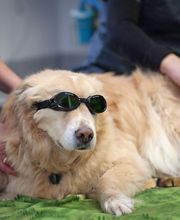 Rockford Veterinary Clinic image 6