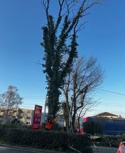 Bühlmann & Partner Garten GmbH Bild 3