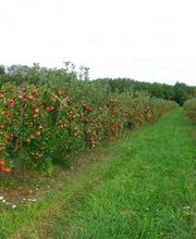 S . N Les Vergers De Muant SARL image 9