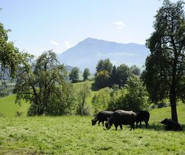 Chäs-Hütte Bild 7